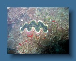 Helengeli 249